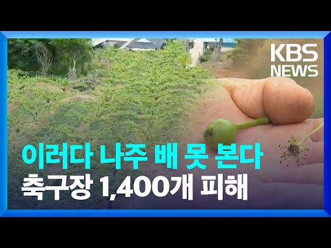이러다 나주 배 못 본다 축구장 1,400개 피해 / KBS  2023.05.04.