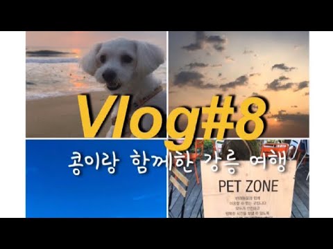 [Vlog8]강아지와휴가/강릉여행/나인원펜션/테라로사펫존