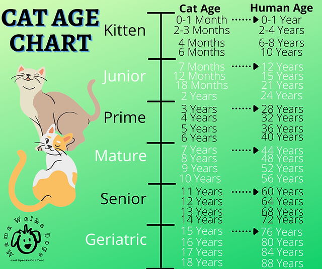 Is Cat Years A Myth? Decoding Feline Age Secrets