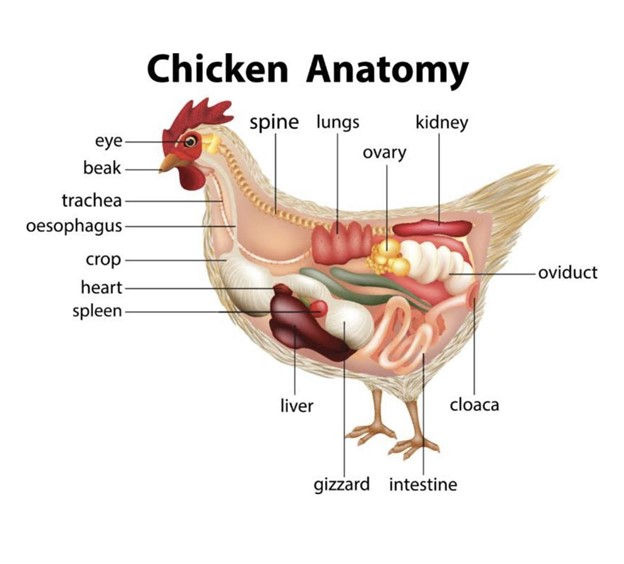 Chicken Anatomy 101