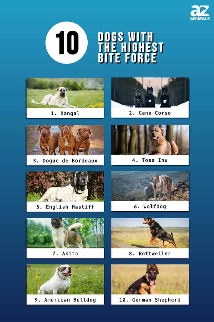 What Breed Of Dog Boasts The Most Powerful Bite Force?