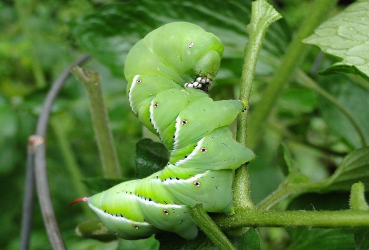 How Do I Control Caterpillars In My Garden: Tips For A Pest-Free Paradise