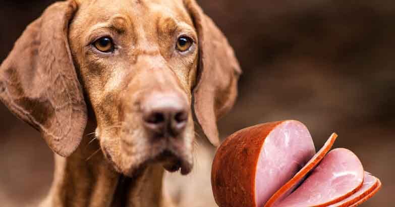 is turkey ham bad for dogs