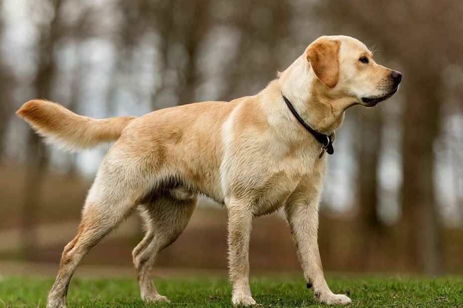 What'S The Price Of A Labrador Retriever In 2023? | Spot