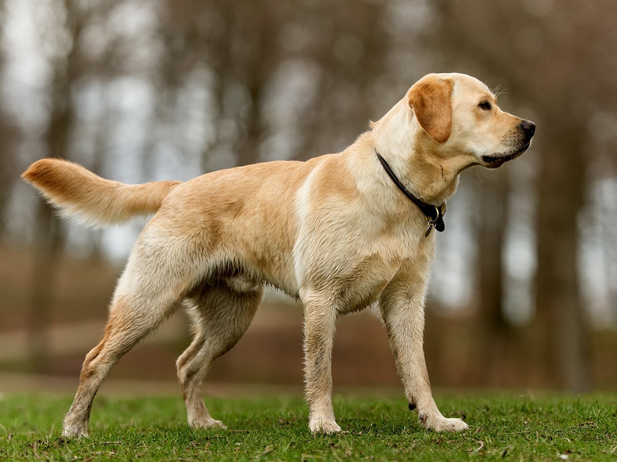 What'S The Price Of A Labrador Retriever In 2023? | Spot