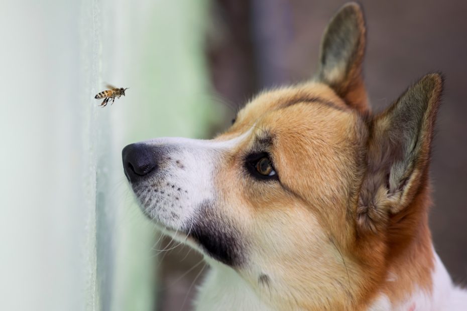 question-is-bumble-bee-sting-harmful-to-dogs