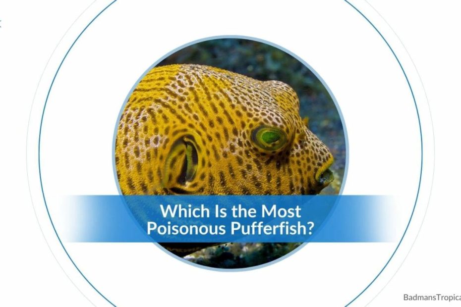 Can You Touch A Puffer Fish: What Are The Side Effects?