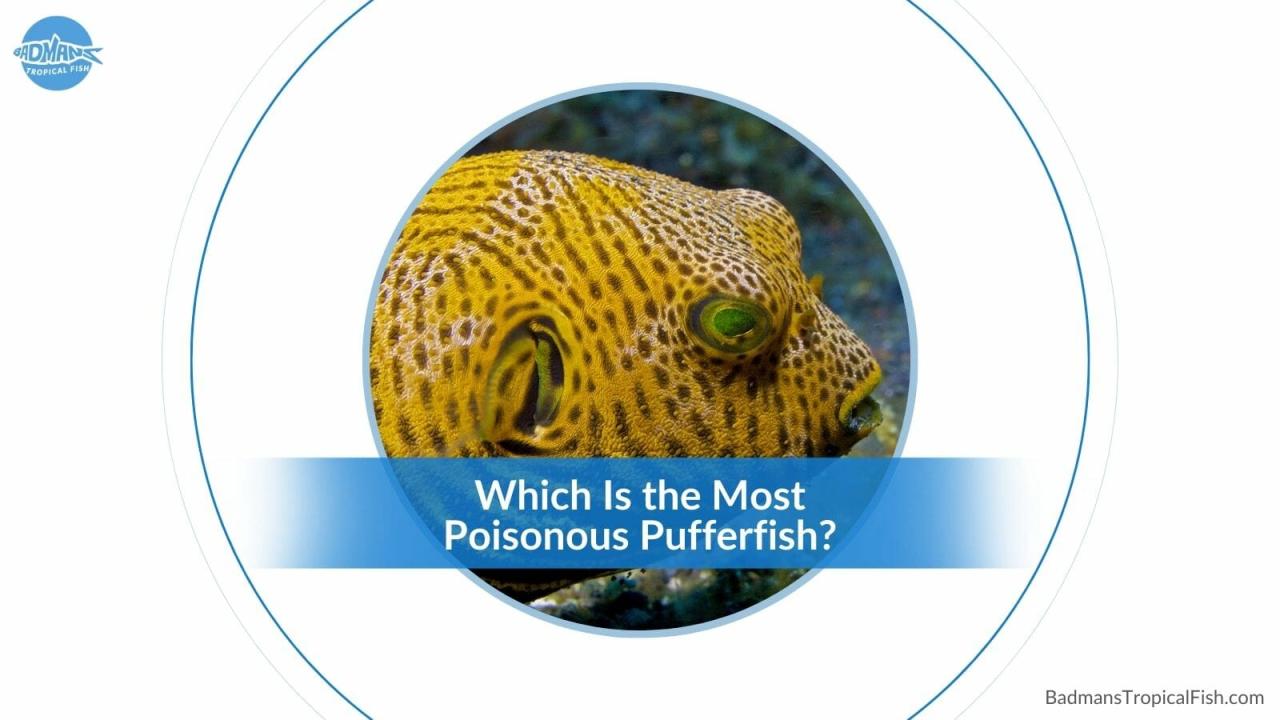 Can You Touch A Puffer Fish: What Are The Side Effects?