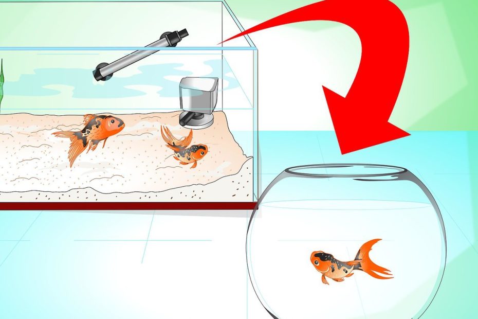 can-you-save-a-fish-thats-dying-expert-tips-and-solutions