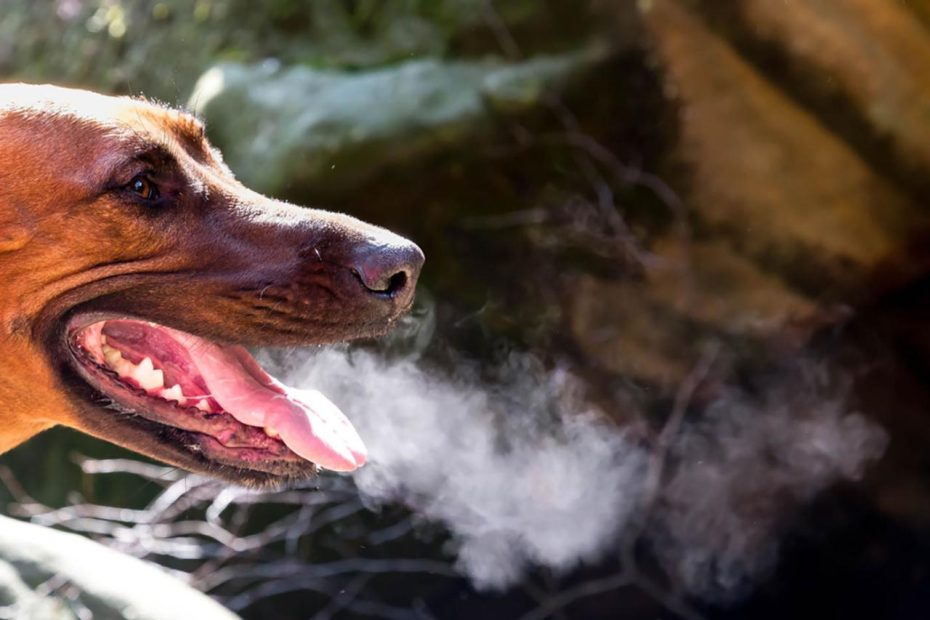 What Causes Bad Breath In Dogs? - Best Bully Sticks
