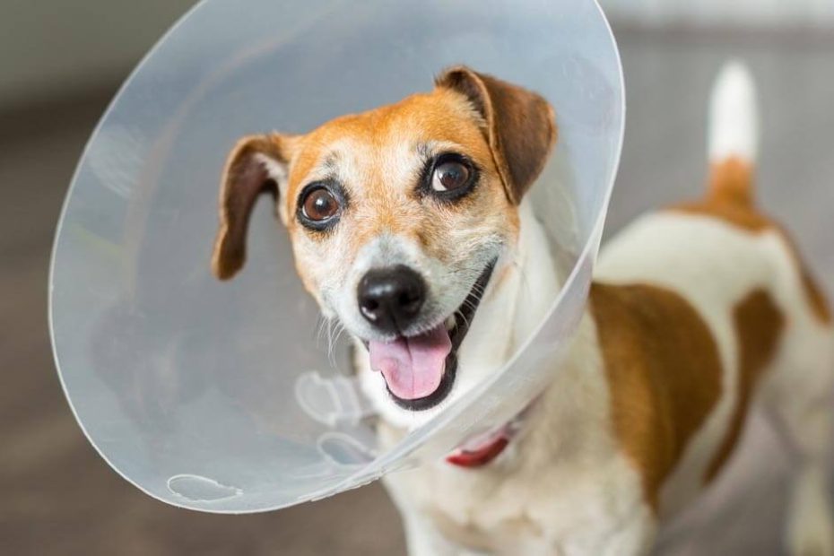 do-dogs-get-embarrassed-when-they-wear-a-cone-exploring-canine-emotions