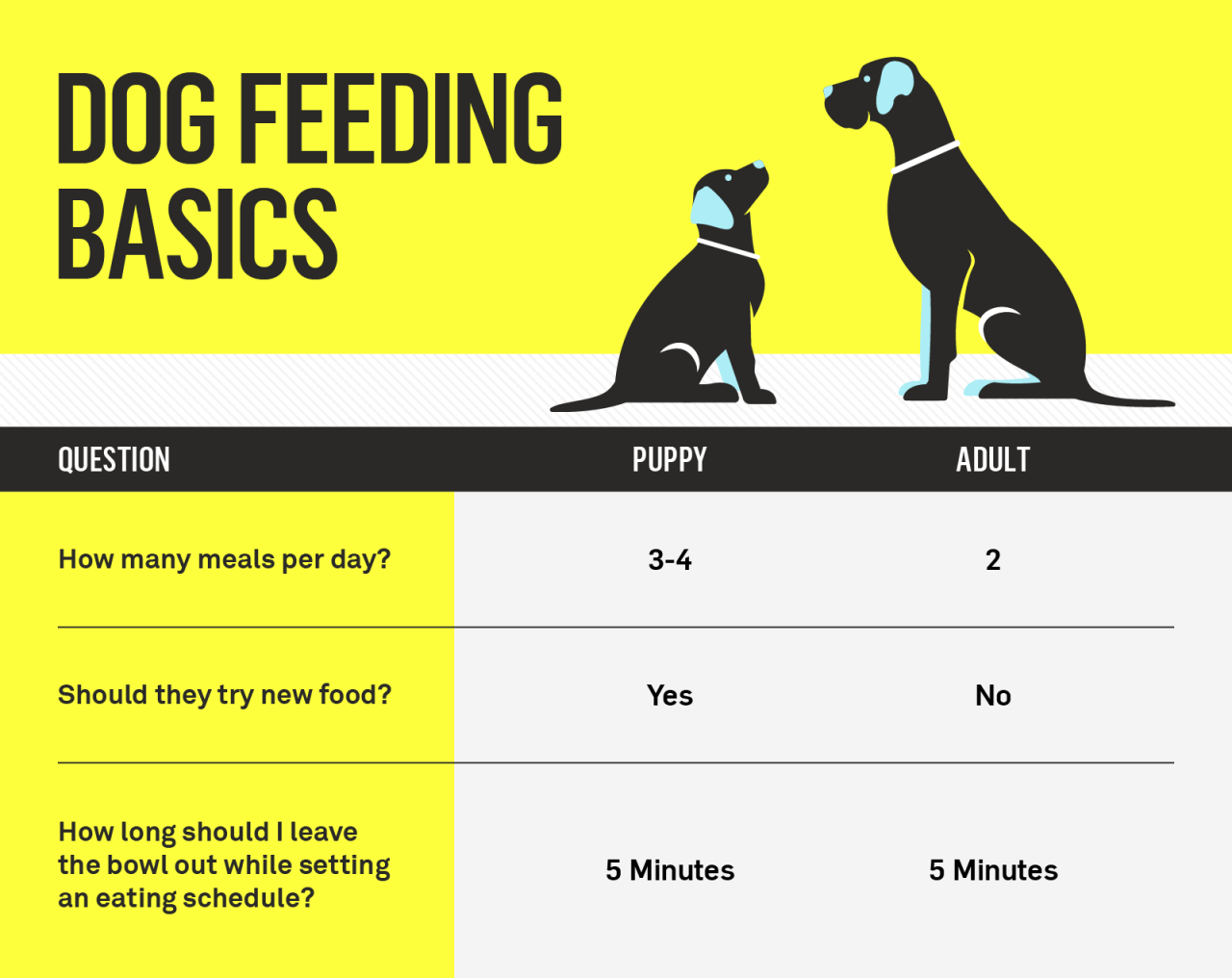 Should Dogs Have Set Meal Times: A Pet Parents Dilemma