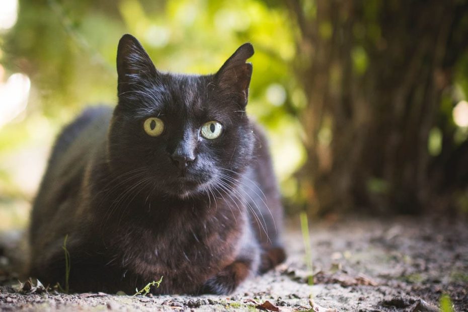 Ear Notching Or Tipping In Feral Cats: What Is It? - Cat-World