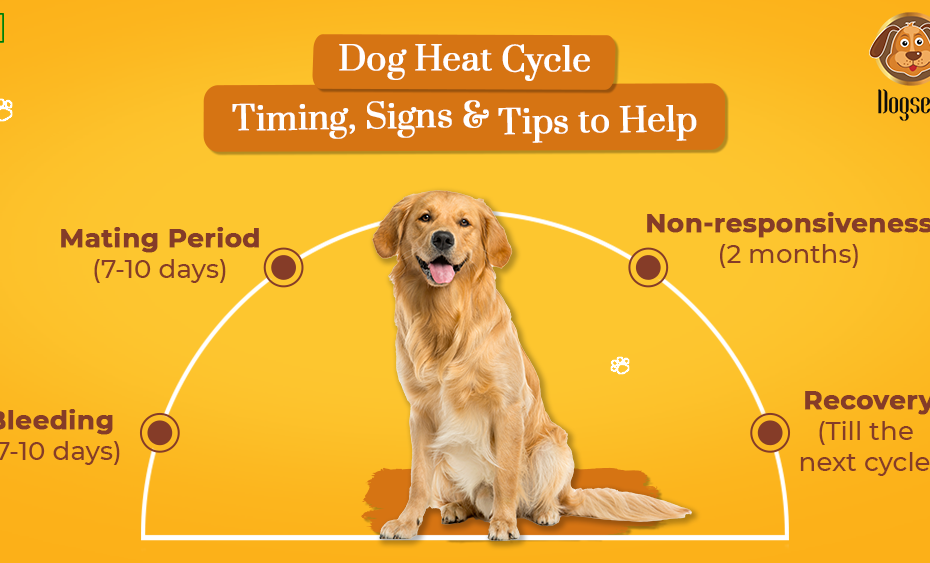 how-long-does-a-dogs-heat-cycle-last-unveiling-the-duration