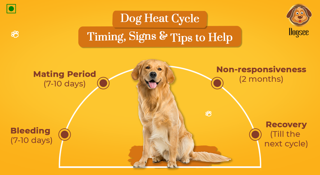 How Long Does A Dogs Heat Cycle Last Unveiling The Duration