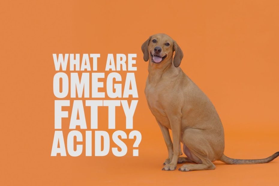 Omegas For Dogs: What They Are, Benefits And Dosage | Bechewy