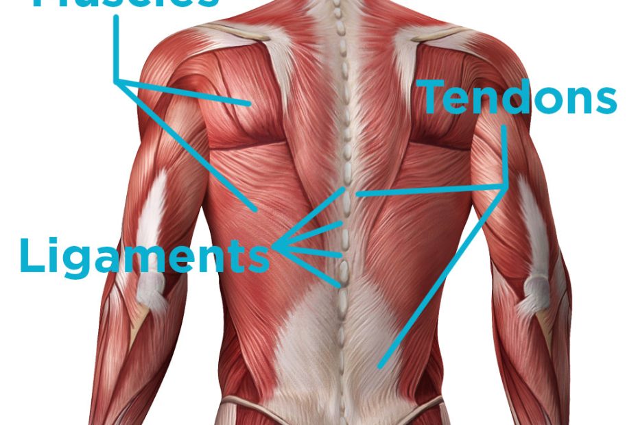 how-long-does-back-muscle-strain-last-recovery-timeline