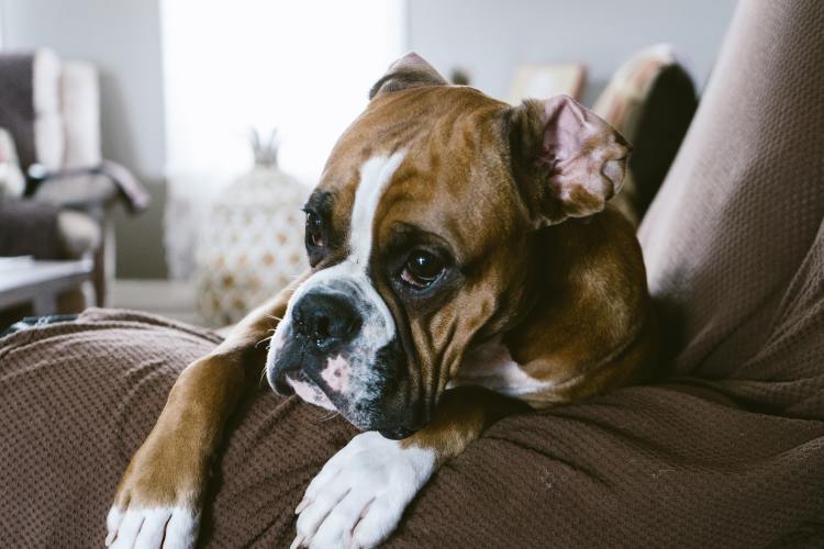 Boxer Growth & Weight Chart: Everything You Need To Know | Pawlicy Advisor