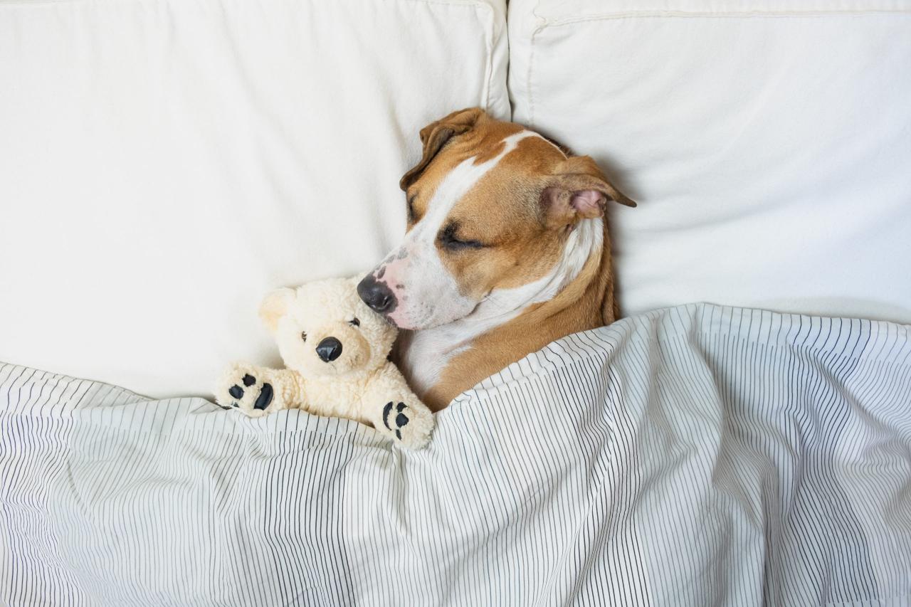 how-long-do-older-dogs-sleep-unveiling-their-slumber-secrets