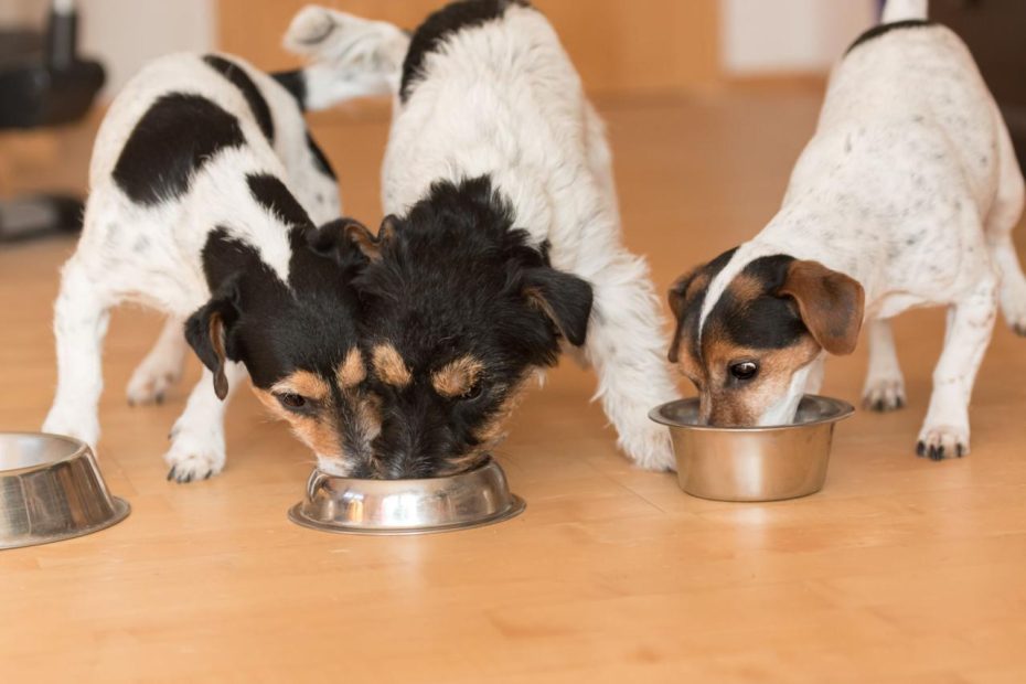 Food Aggression In Dogs - Whole Dog Journal