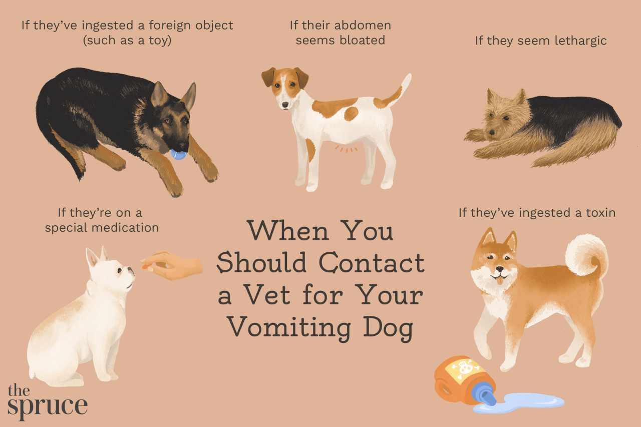 How To Clean Dog Vomit Without Getting Your Hands Dirty