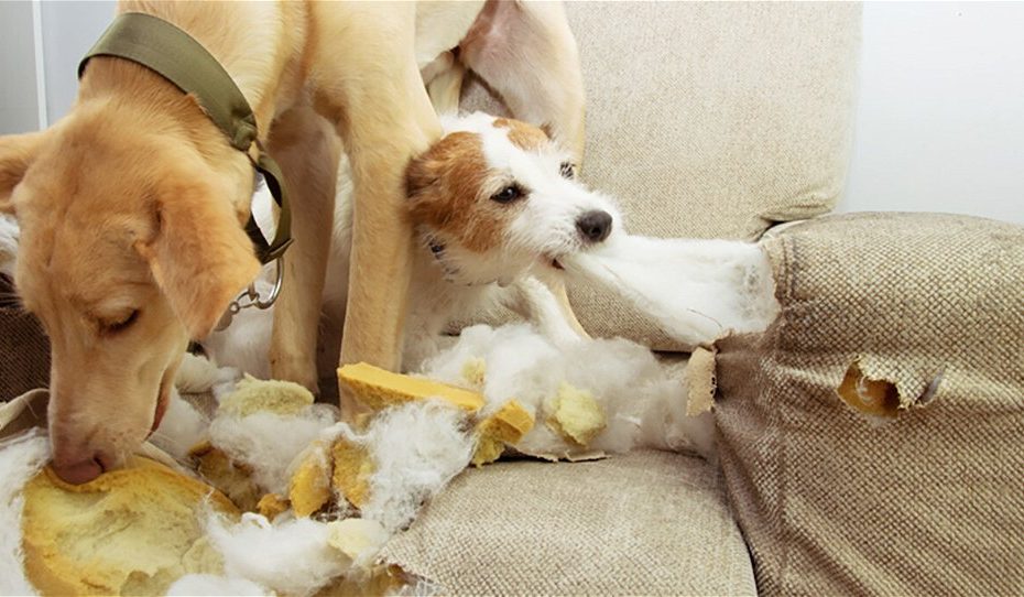 Why Do Puppies Dig Holes? Unraveling Their Burrowing Behavior