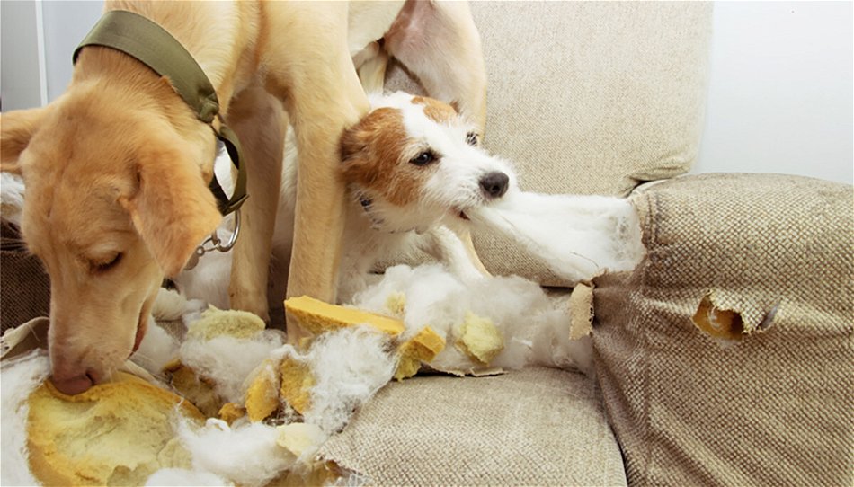 Why Do Puppies Dig Holes? Unraveling Their Burrowing Behavior