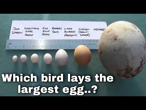 Which bird lays the largest egg on earth..?