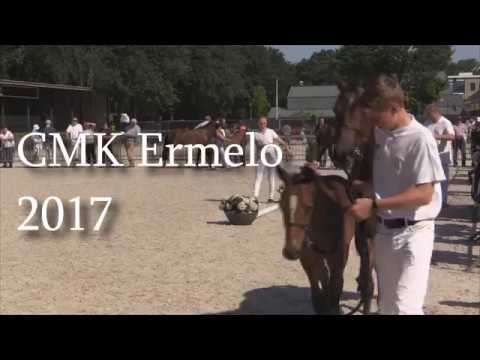 Jubileum Centrale Merriekeuring New Forest Pony 2017